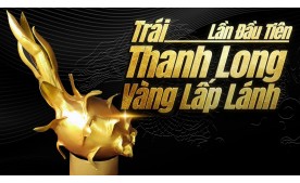 Lần đầu tiên trái Thanh Long được sơn nhũ vàng ở Việt Nam!